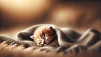 A small fluffy kitten peacefully sleeping in a cozy blanket with its eyes closed, evoking comfort and tranquility.